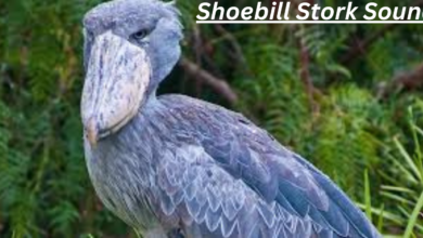 Shoebill Stork Sound