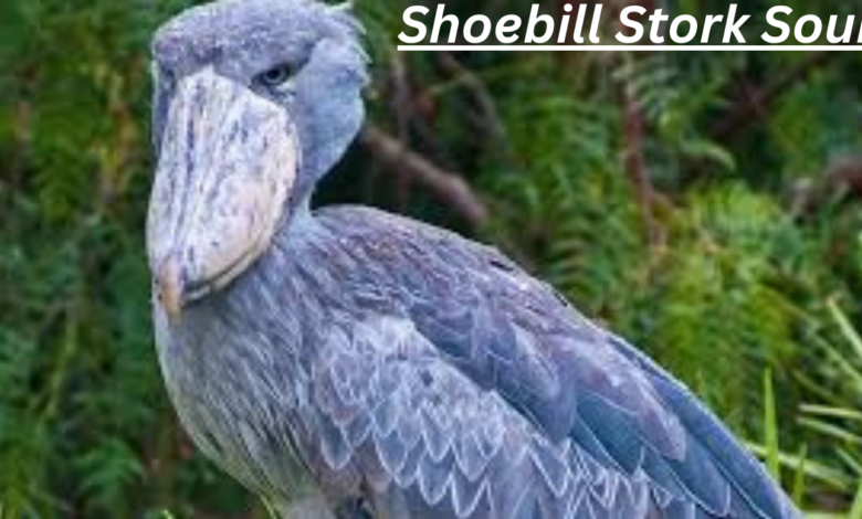 Shoebill Stork Sound