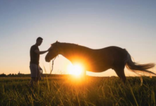 Equine-Assisted Recovery Programs