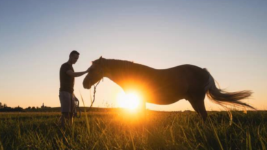 Equine-Assisted Recovery Programs