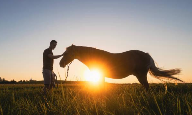 Equine-Assisted Recovery Programs