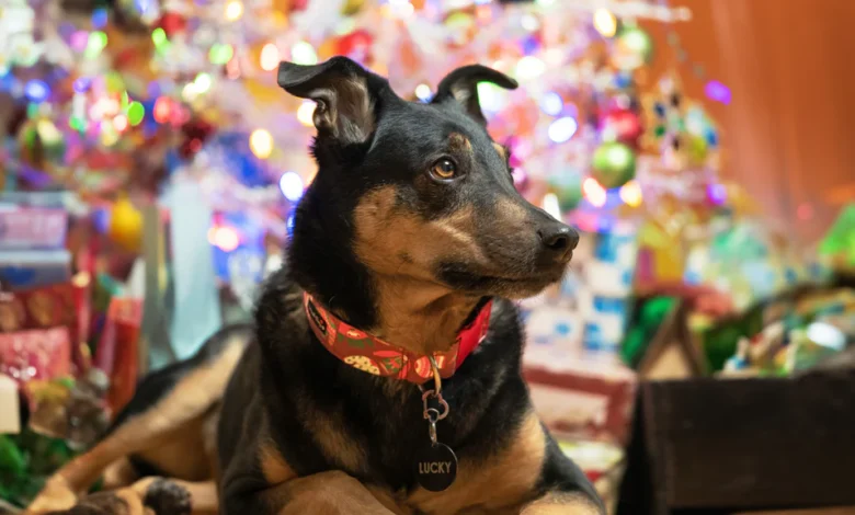 Christmas Dog